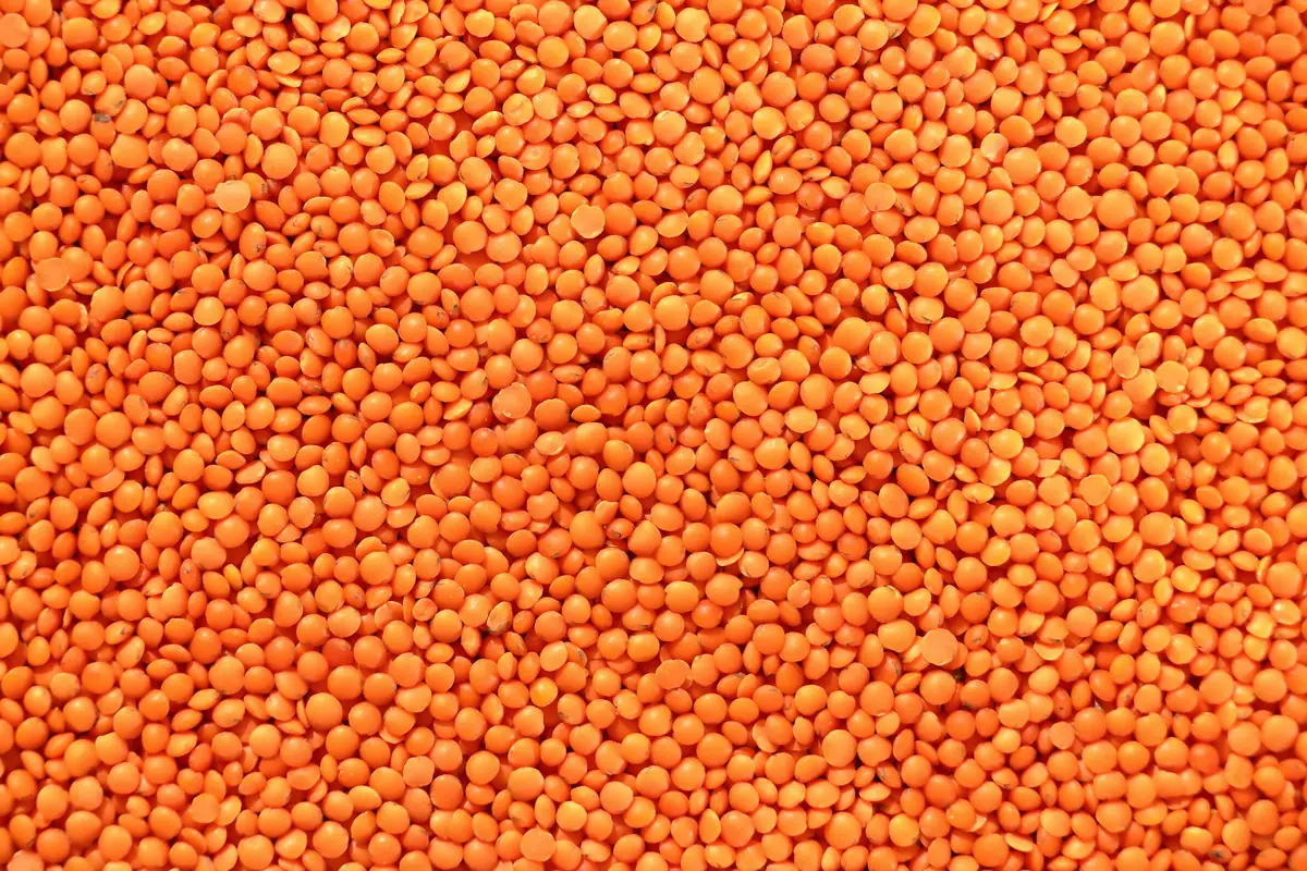 Red lentils