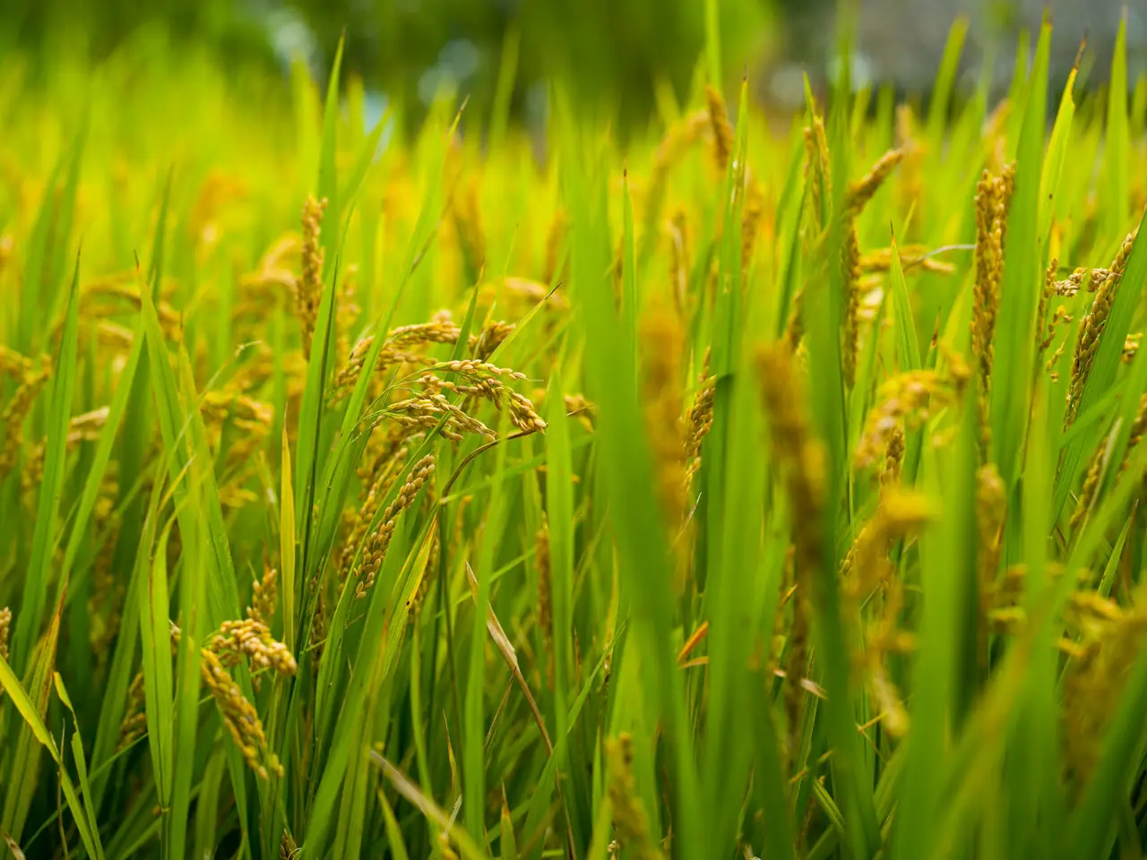 Rice paddies