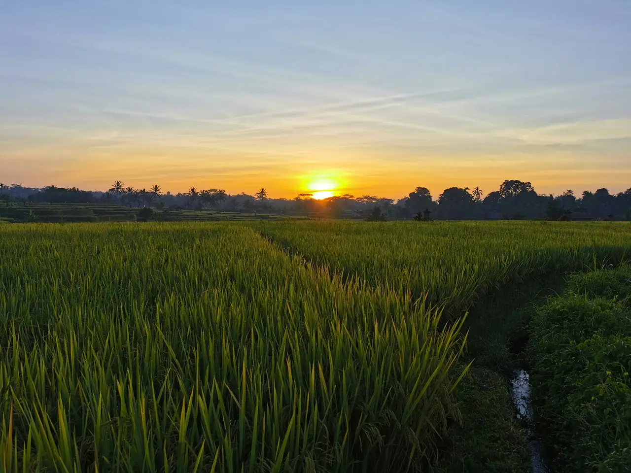 Rice paddies at sunset