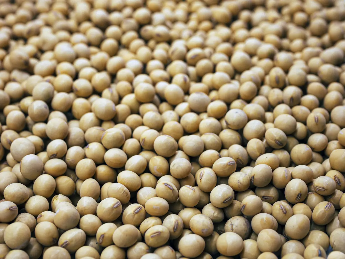 Golden soybeans
