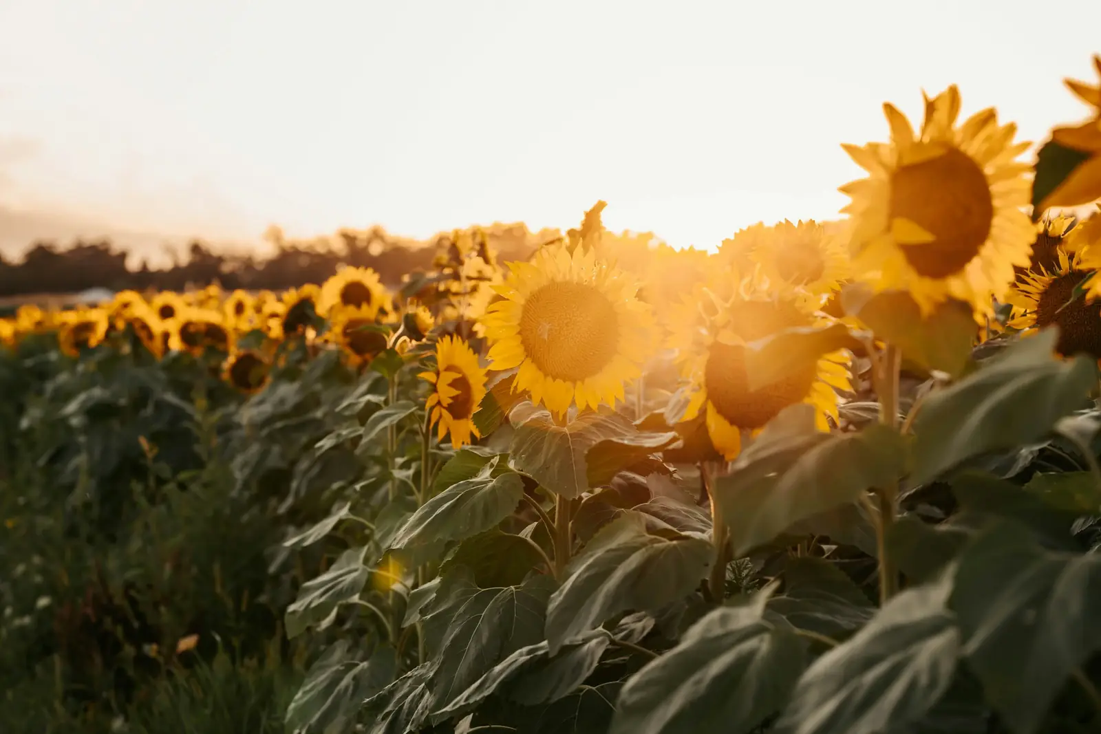 Sunflowers