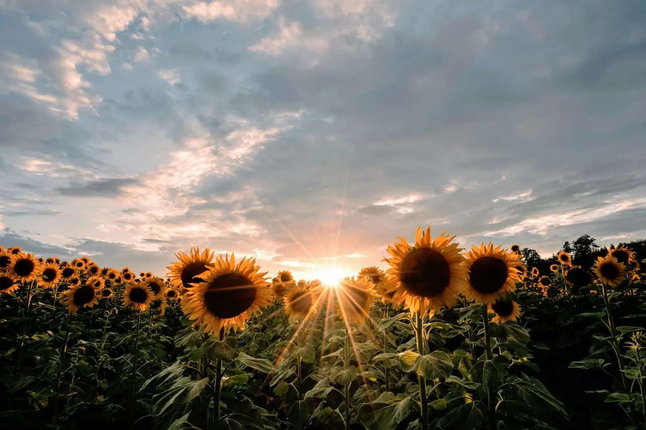 Sunflower field at sunset