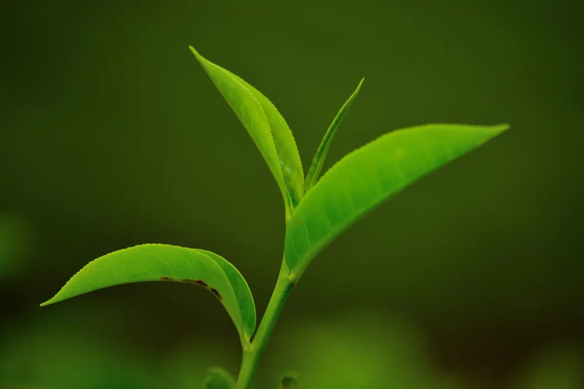 A tea bud and two leaves