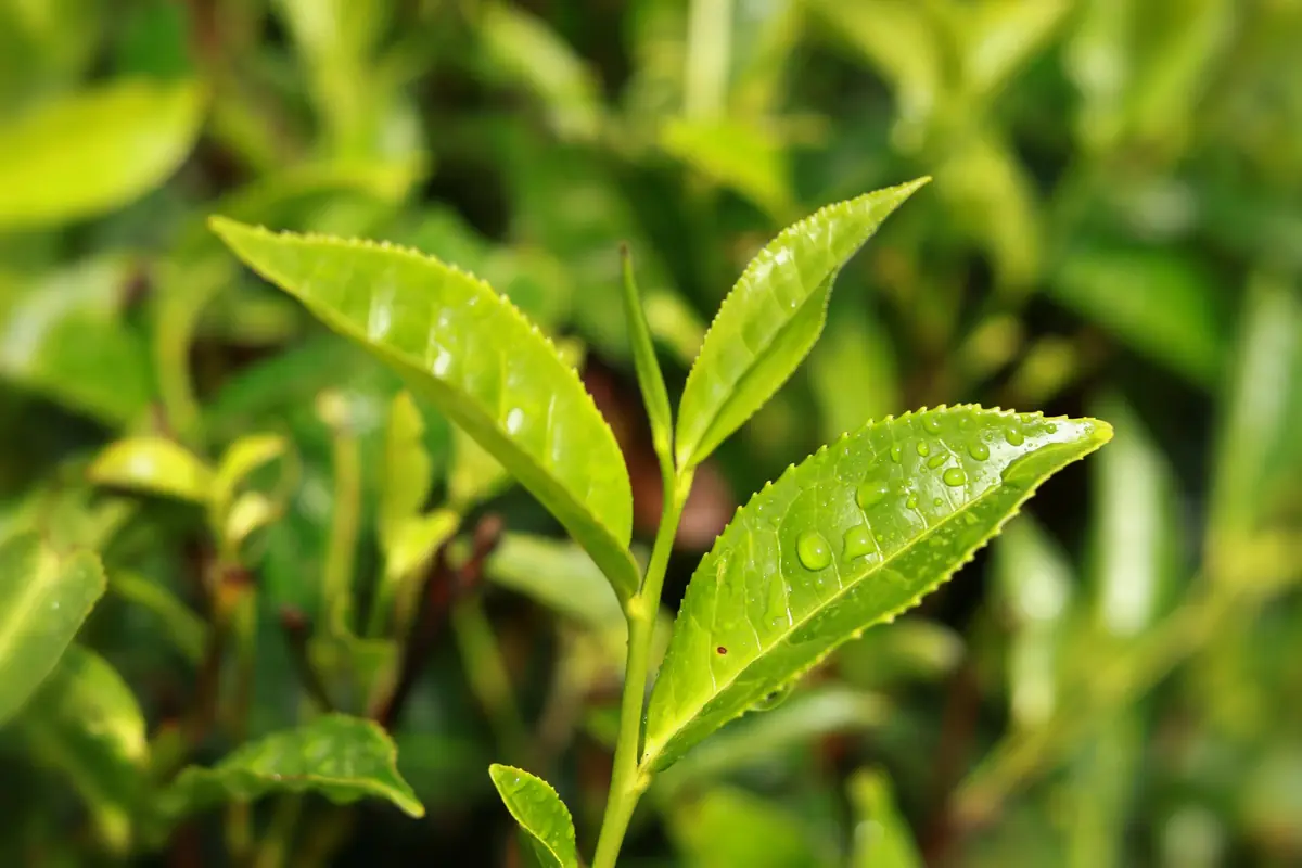 Fresh tea leaves glistening with dew