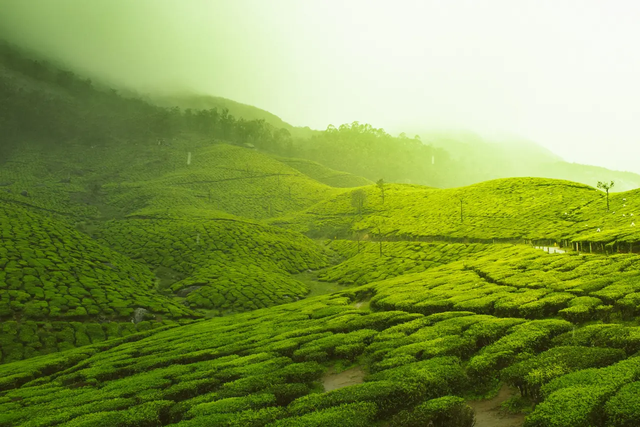 Mist over a tea estate in the hills