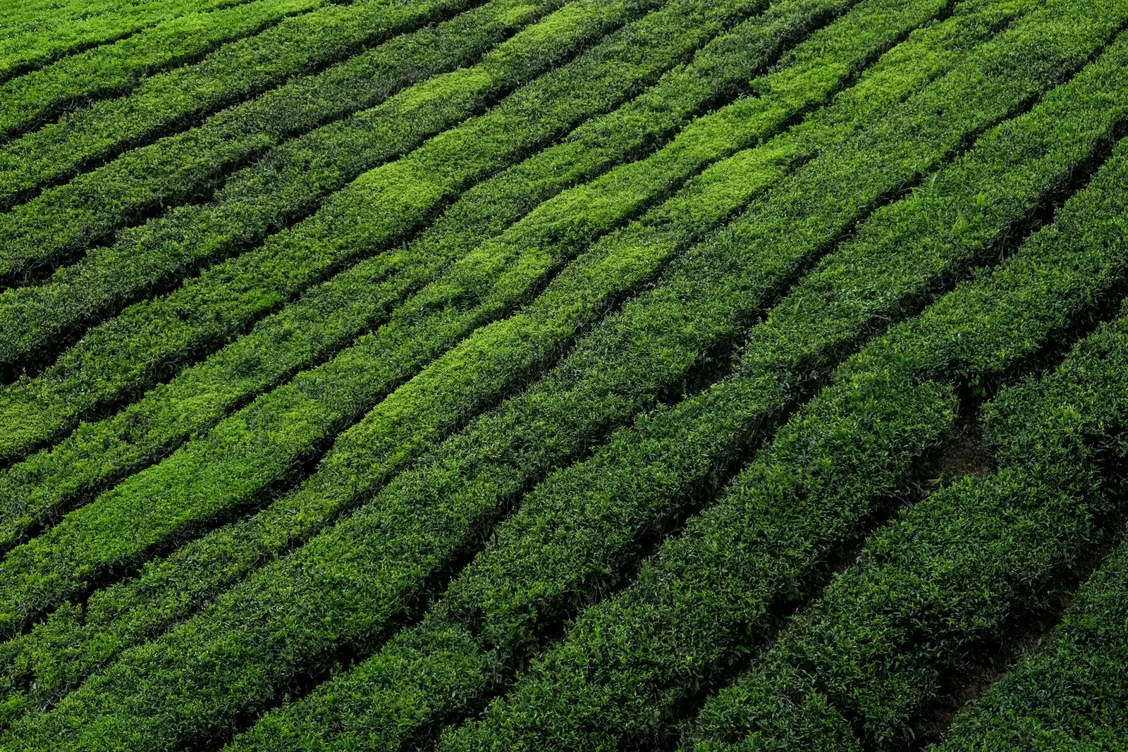 Tea estate rows